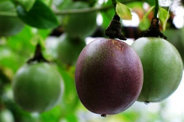 抗癌水果排行榜 12种水果可对抗癌症细胞