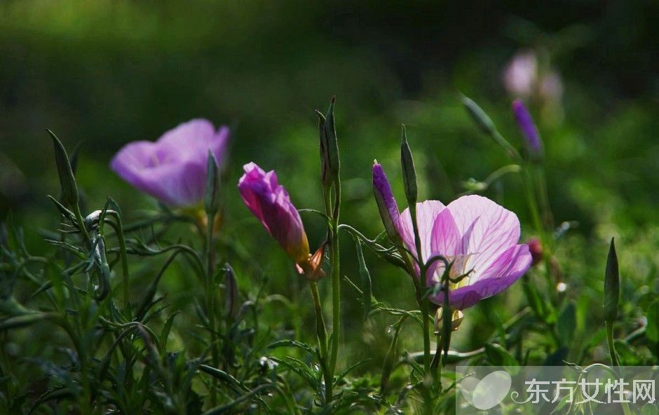 月见草油的功效 月见草泡水喝有什么禁忌