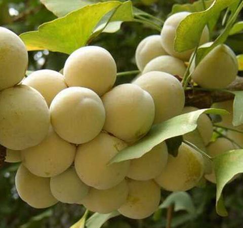 滋阴养颜抗衰老 白果的食用方法介绍