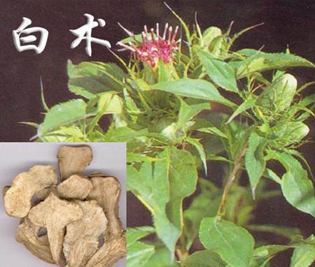 白术的作用与功效具有很大的药用价值