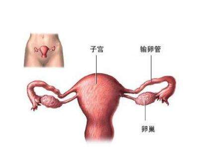 蛋蛋的通道 输卵管堵塞怎么办