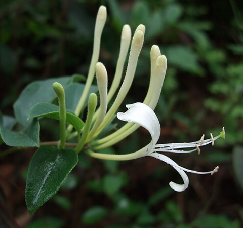 清热解毒 金银花的功效与作用及副作用介绍