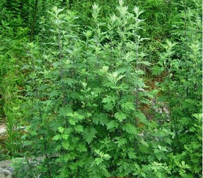 陈艾的功效与作用 有培补元气和温通经脉的作用