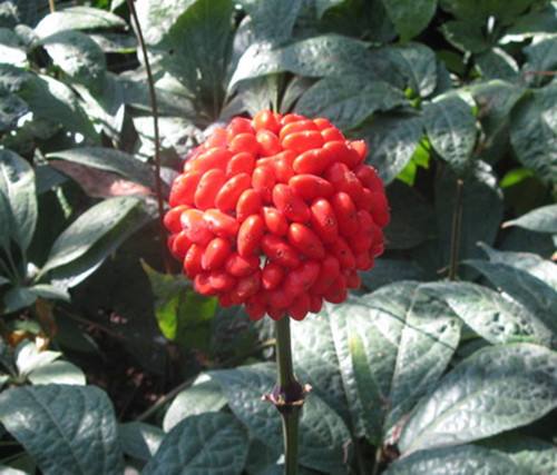 田七花的功效有哪些，有什么禁忌