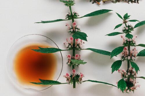 益母草的功效与作用及食用方法  活血调经好帮手