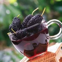 为你揭秘桑葚酒的功效与作用