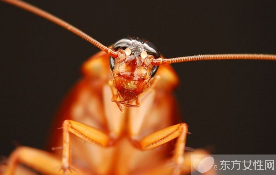 如何灭蟑螂最有效 蟑螂的危害有哪些