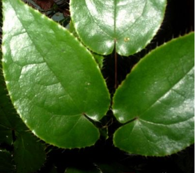 教你懂得仙灵脾的功效与作用