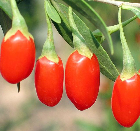 养肝明目 宁夏枸杞的作用和副作用介绍