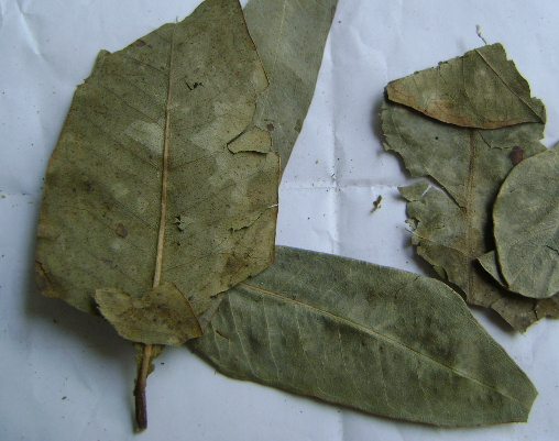 大叶桉叶  功能主治作用