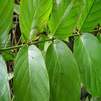 像钩子样的神奇中药，钩藤的功效与作用