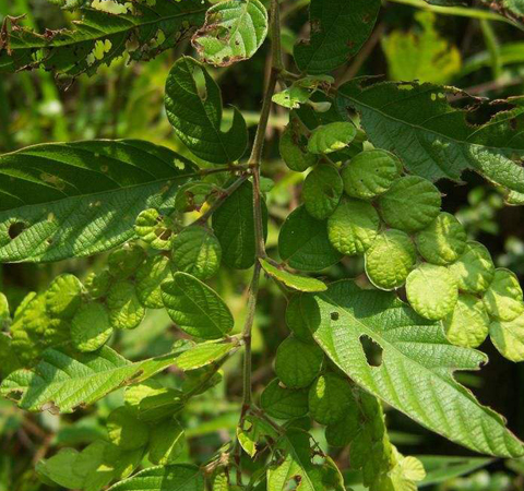 祛风除湿 牙疳药的功效作用和选方介绍
