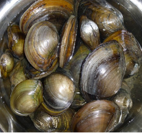 富含蛋白质 河蚌的营养价值和功效介绍