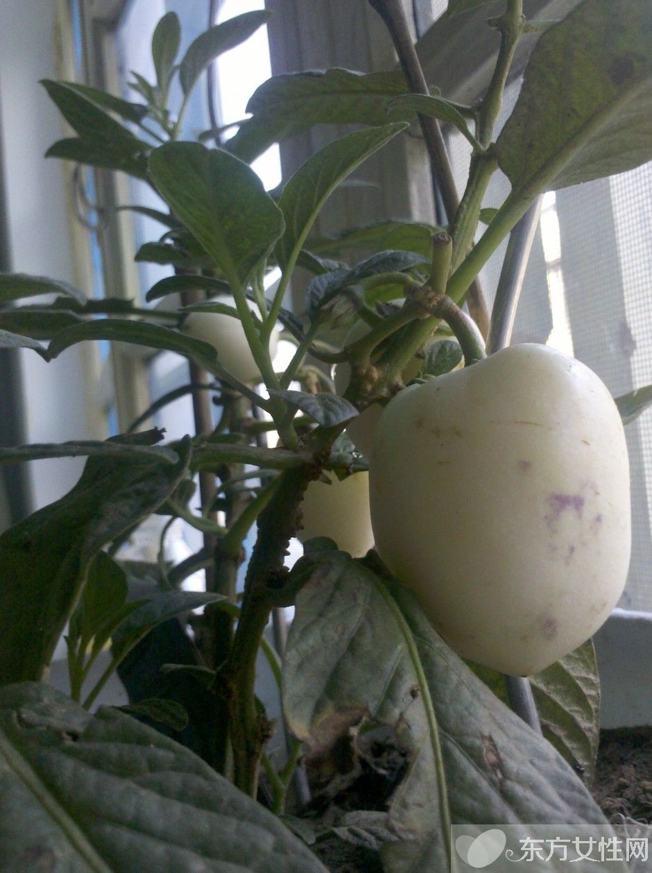 人参果的功效与作用 人参果怎么吃效果最好