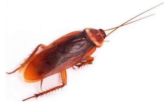 如何灭蟑螂最有效 蟑螂的危害有哪些