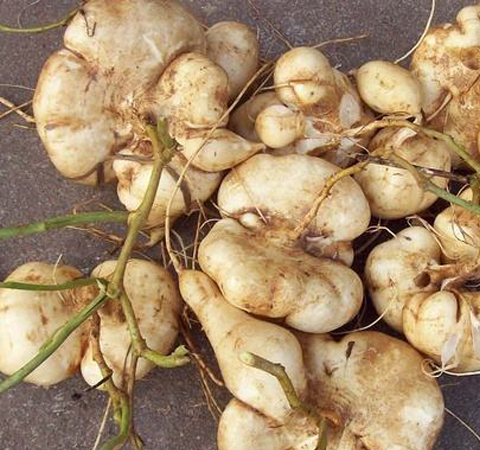 止咳祛痰 山葛薯的功效与作用介绍