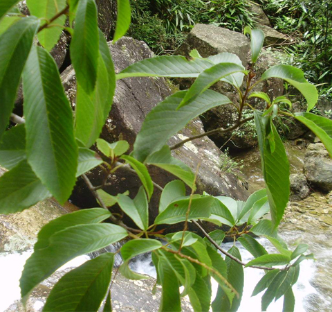 解表止咳 笔罗子的功效与作用介绍