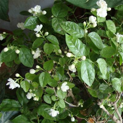 茉莉花茶的泡法 教你怎么正确冲泡茉莉花