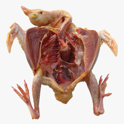 鸽子肉的营养价值 高级滋补佳品