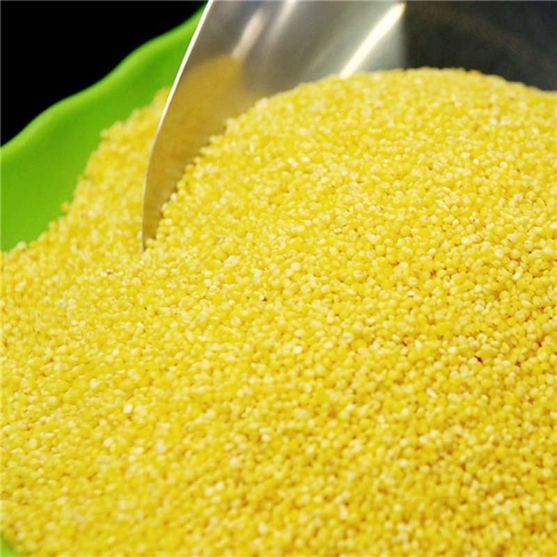 小米的营养价值及功效，小米最养生