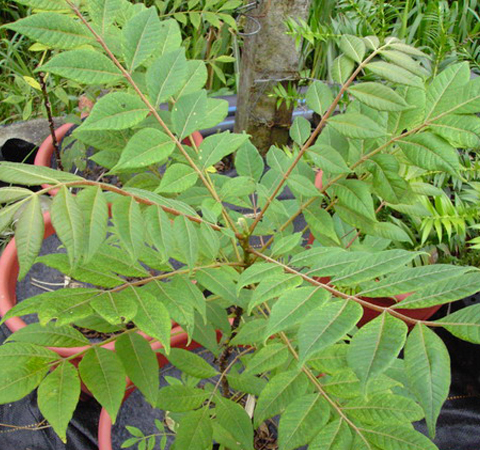 治疗肺炎 黄柏的功效与作用和禁忌介绍