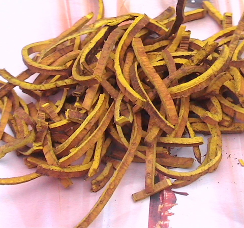 治疗肺炎 黄柏的功效与作用和禁忌介绍