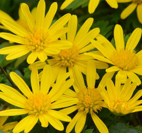 清肝明目 菊花的功效与作用及食用方法介绍