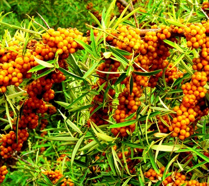 沙棘的功效与作用  六大功效作用