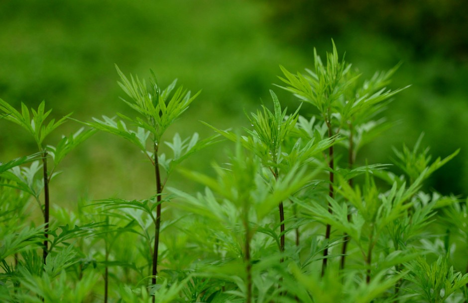 艾叶如何治疗湿疹 孕妇湿疹可以用艾叶吗