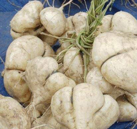 止咳祛痰 山葛薯的功效与作用介绍