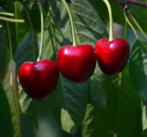 如何快速去皱纹 推荐七种方法让您脸部平滑