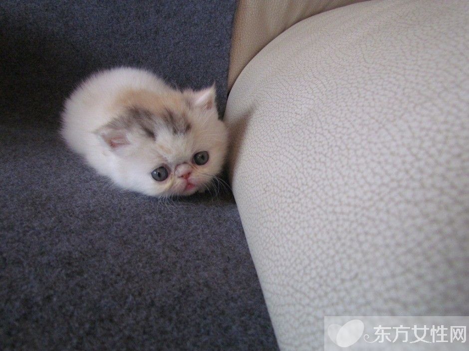 怎么灭螨虫 螨虫都在什么地方滋生