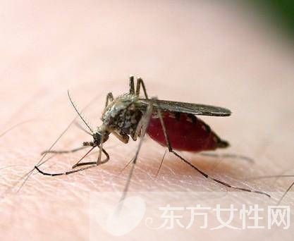 防蚊妙招快收好 蚊子凭气味选择对象