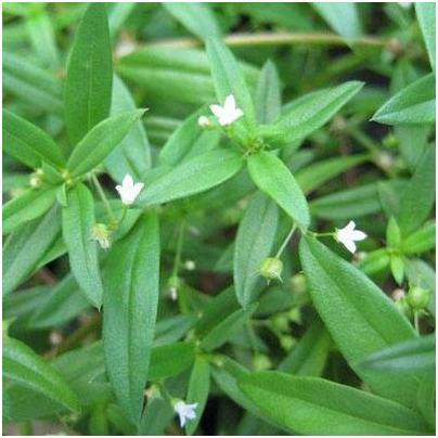 清热消炎之星白花蛇舌草的功效与作用及食用方法