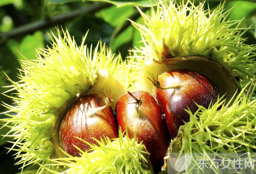 板栗的三大吃法 让你美味停不下来