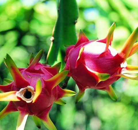 美容养颜 多吃火龙果的好处介绍