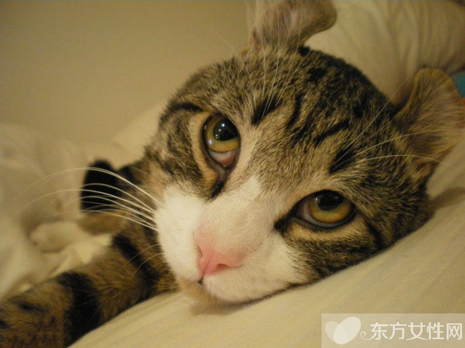 怎么灭螨虫 螨虫都在什么地方滋生