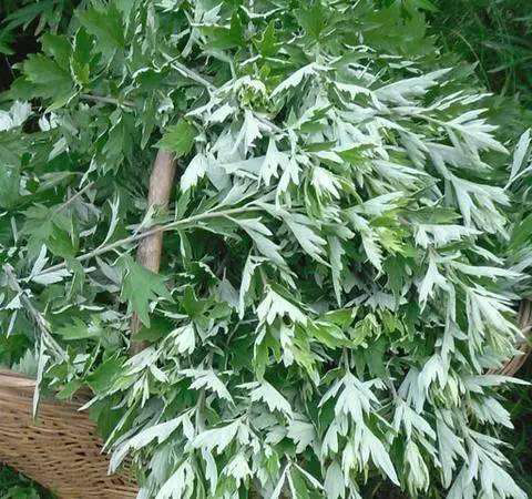 温通经脉 中药陈艾的功效和副作用介绍