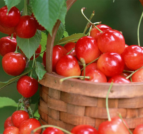 秋季皮肤保养 9种水果让你拥有滋润肌肤