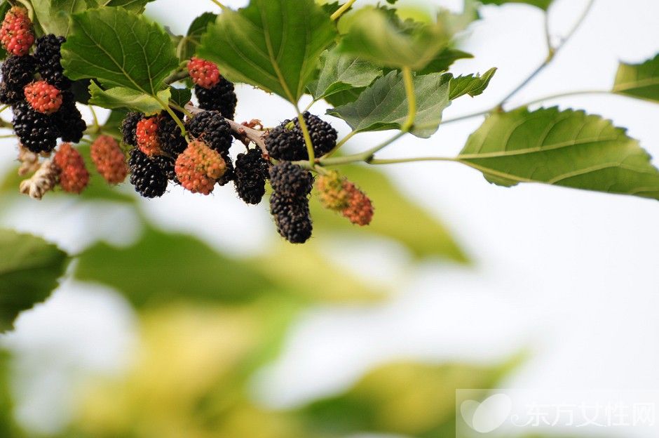 桑葚酒的酿制方法 桑葚泡酒男人可以喝吗