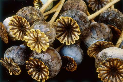 罂粟壳有什么作用 一般有六大类