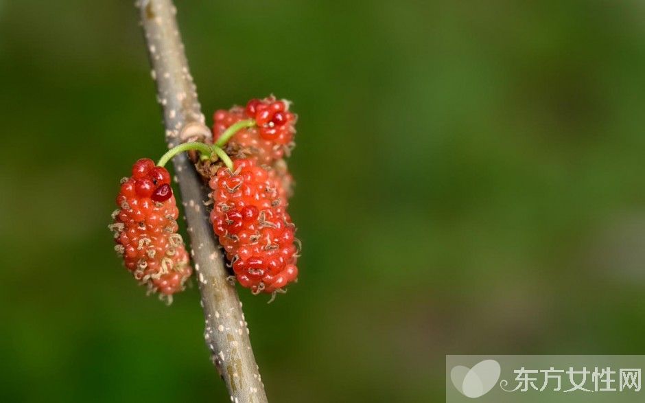 桑葚酒的酿制方法 桑葚泡酒男人可以喝吗
