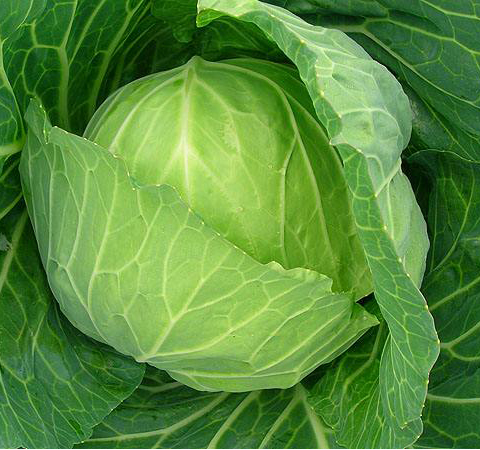 菜中之王 圆白菜的营养价值和食用方法介绍