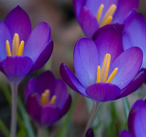 藏红花能去黄褐斑吗 去除黄褐斑的办法