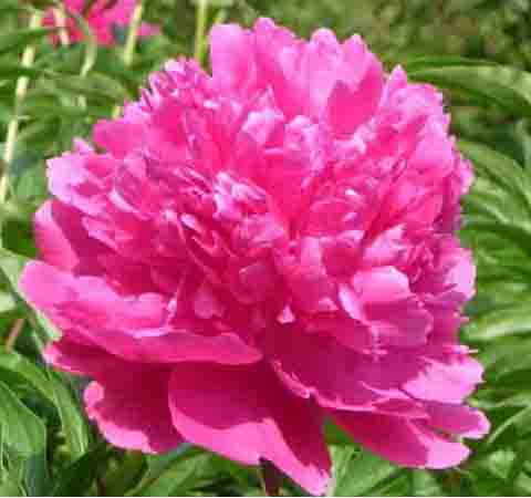 养肝护肝 芍药花的作用和种植方法介绍