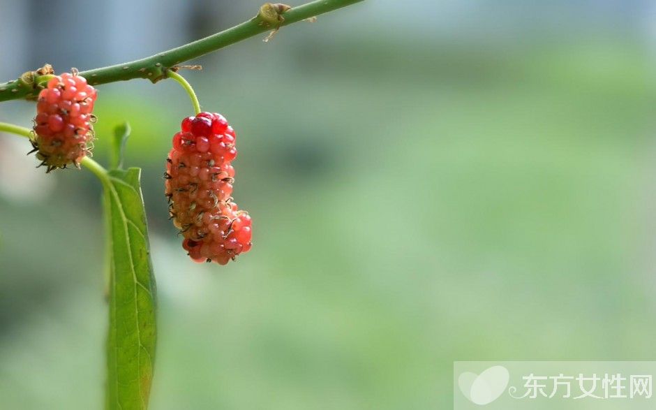 桑葚酒的酿制方法 桑葚泡酒男人可以喝吗