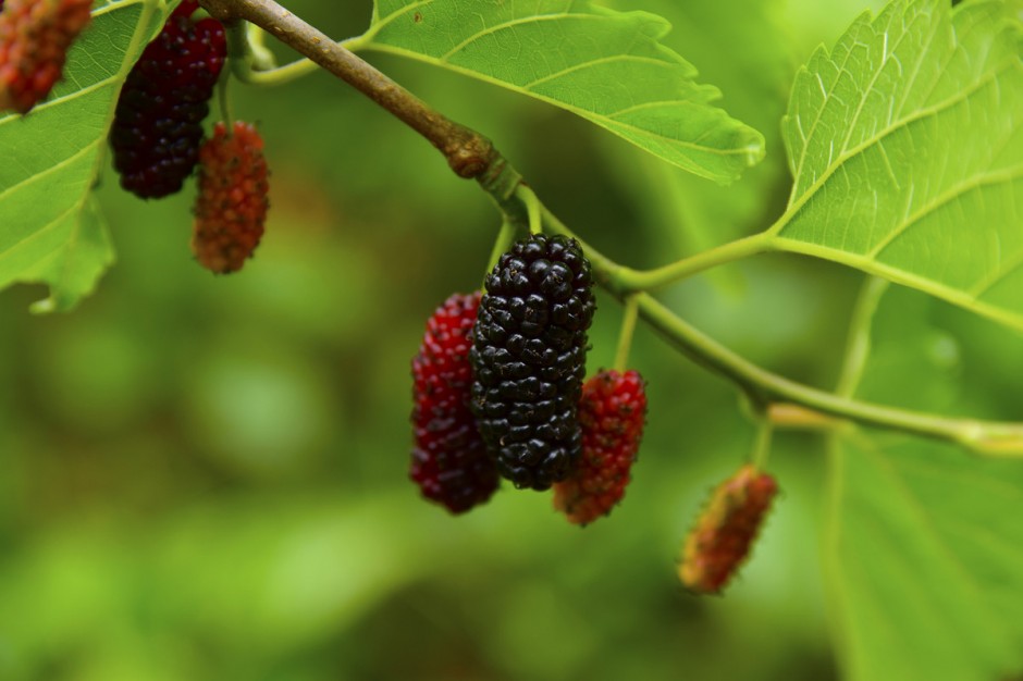 桑葚酒的酿制方法 桑葚泡酒男人可以喝吗