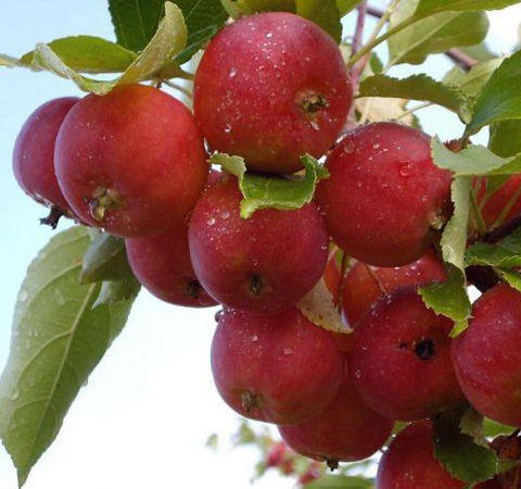 泻火明目 沙果的营养价值和功效作用介绍