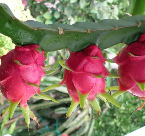 富含营养元素 看看吃火龙果什么好处