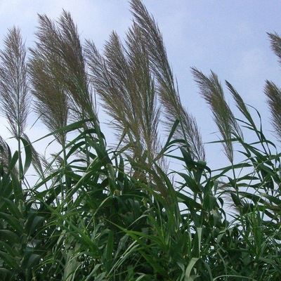 芦苇根的作用  芦苇根六大功效